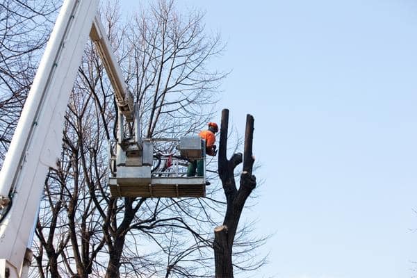 Image describes Tree Lopping Services