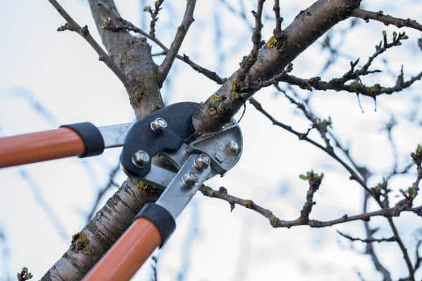 Image describes Tree Pruning