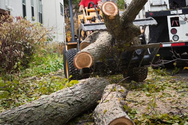 Image describes Tree Removal Services
