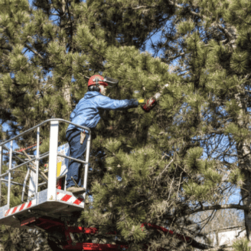 Tree Removal Ipswich