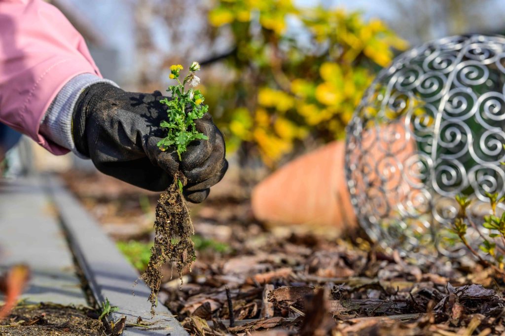 Why Are Weeds Coming Up In Mulch?