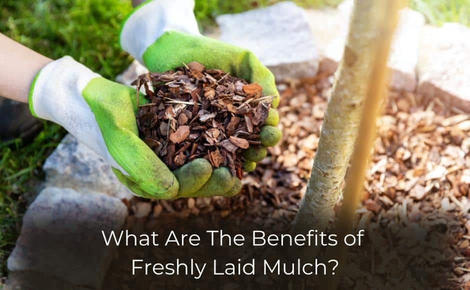 image represents What Are The Benefits of Freshly Laid Mulch