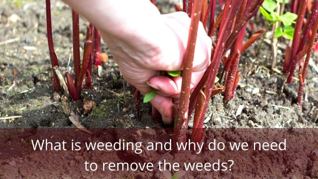 image represents What is Weeding and Why Do We Need to Remove the Weeds