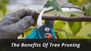 image represents The Benefits Of Tree Pruning