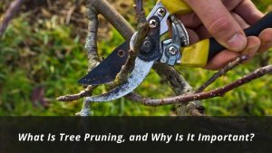 image represents What Is Tree Pruning, and Why Is It Important?