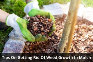 Image presents Tips On Getting Rid Of Weed Growth In Mulch