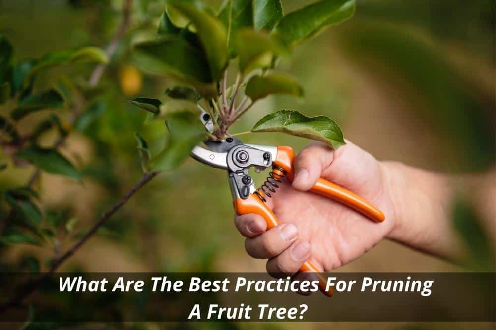 Image presents What Are The Best Practices For Pruning A Fruit Tree?