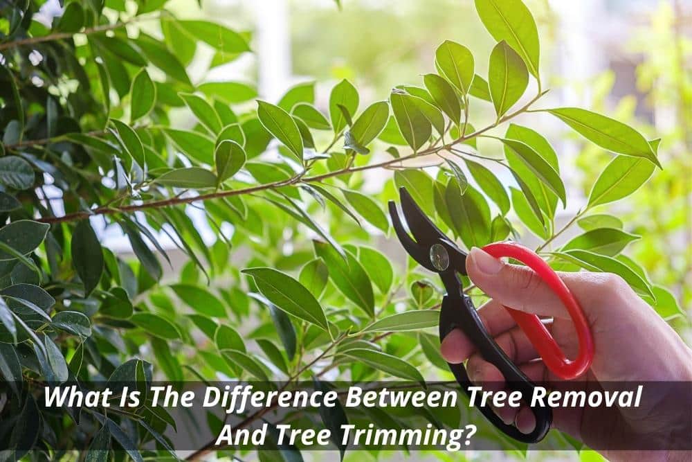 Image presents What Is The Difference Between Tree Removal And Tree Trimming?
