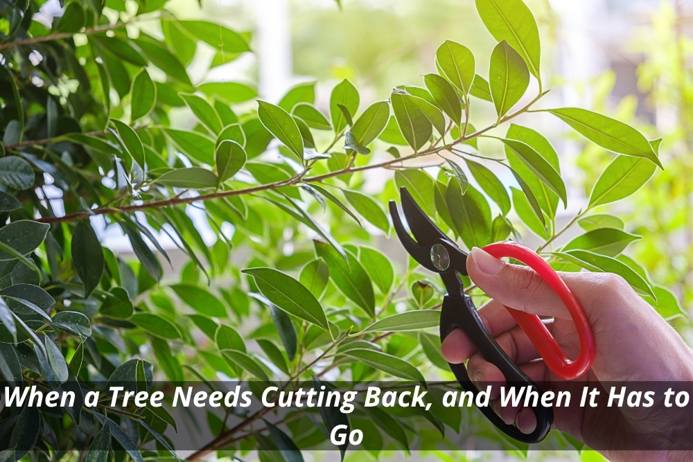 Pruning shears trimming green tree branches