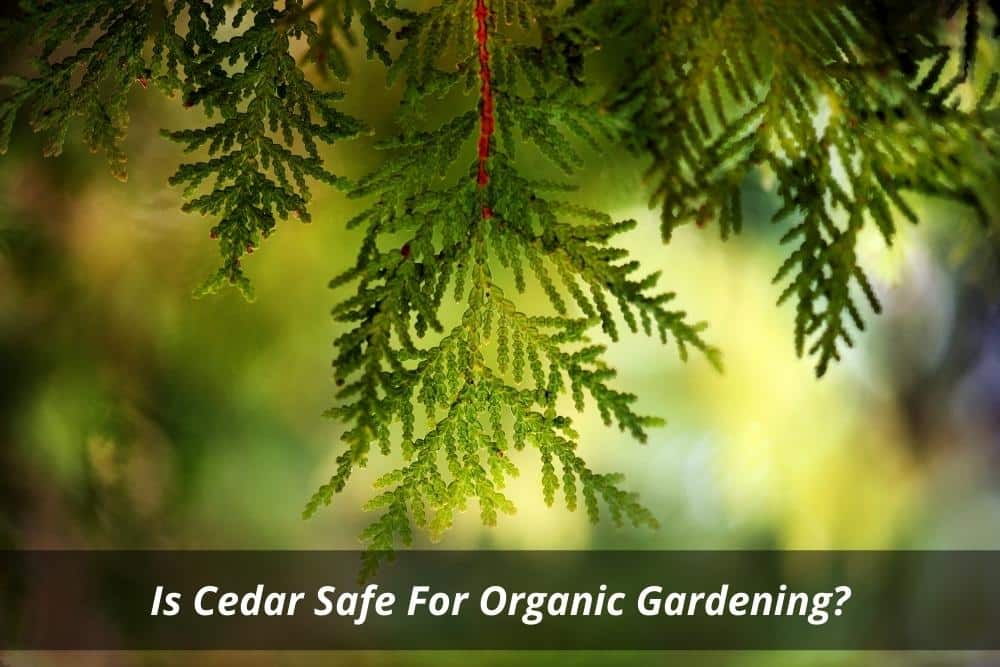 Image presents Is Cedar Safe For Organic Gardening and Gardener Near You