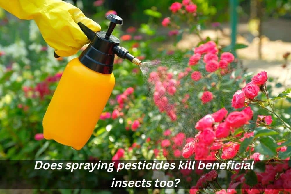 Image presents Does spraying pesticides kill beneficial insects too and Landscaping