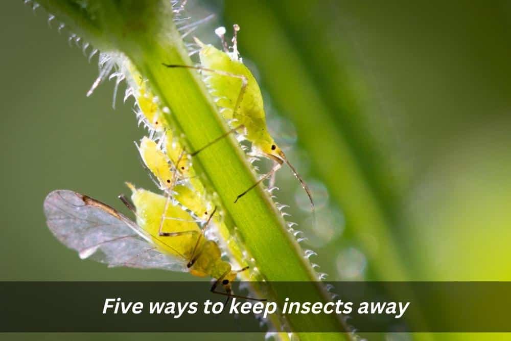 Image presents Five ways to keep insects away and Landscaping