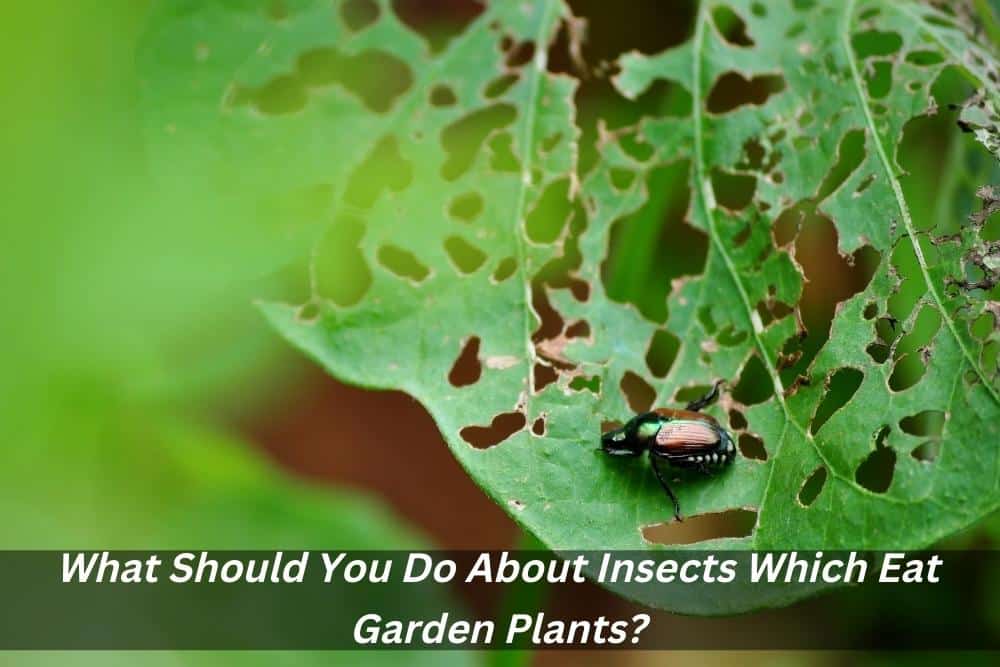 Image presents What Should You Do About Insects Which Eat Garden Plants and Landscaping