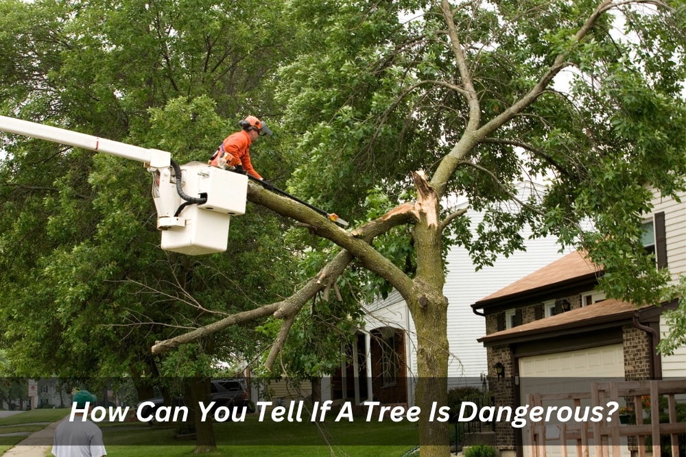 Image presents How Can You Tell If A Tree Is Dangerous
