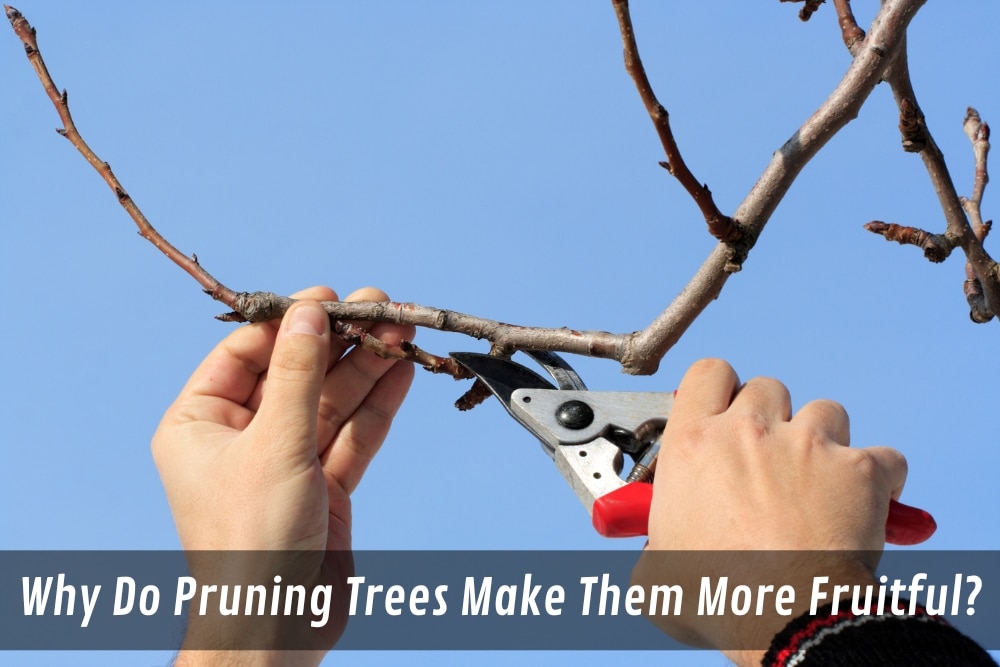Image presents Why Do Pruning Trees Make Them More Fruitful