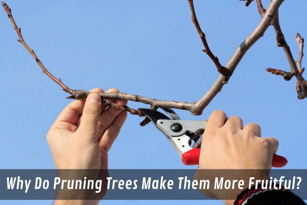 The Ultimate Guide to Fruit Trees Pruning Tips and Techniques