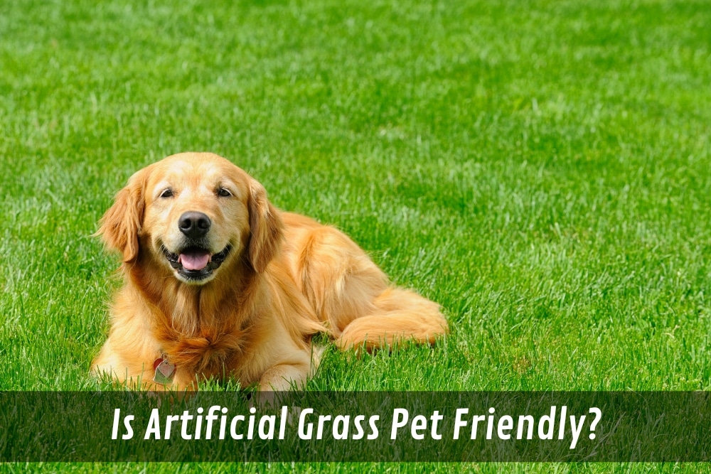 Image presents Is Artificial Grass Pet Friendly