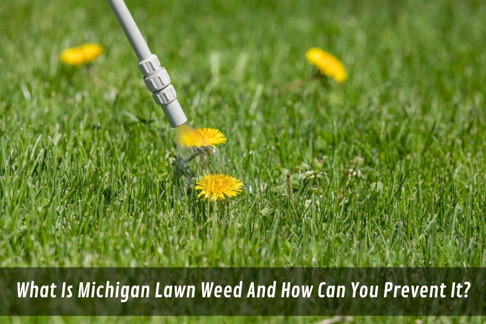 Image presents What Is Michigan Lawn Weed And How Can You Prevent It - Weed Preventer For Lawns