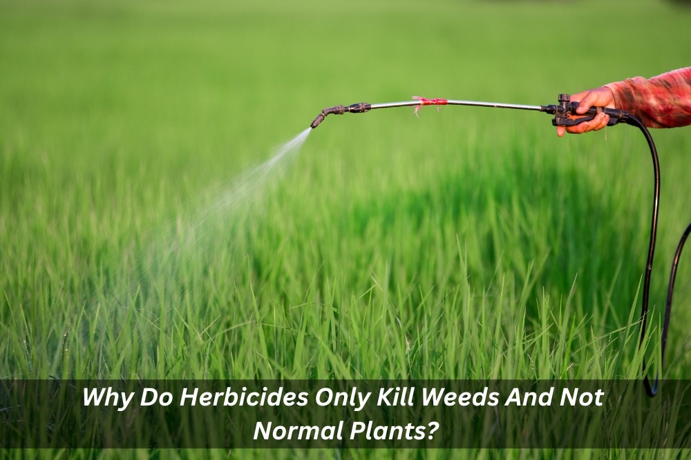 Image presents Why Do Herbicides Only Kill Weeds And Not Normal Plants