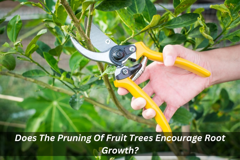 Image presents Does The Pruning Of Fruit Trees Encourage Root Growth
