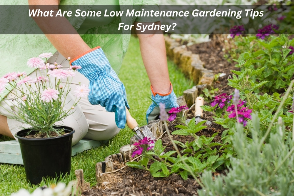 Image presents What Are Some Low Maintenance Gardening Tips For Sydney