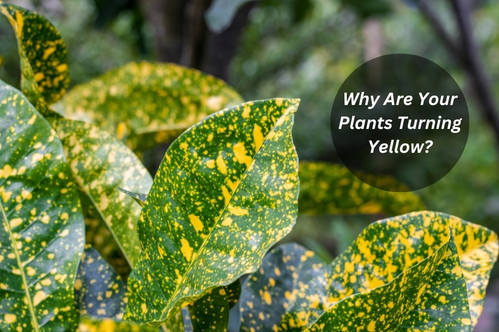 Image presents Why Are Your Plants Turning Yellow - Plant With Yellow Spots