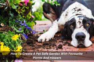 Image presents How To Create A Pet Safe Garden With Favourite Plants And Flowers