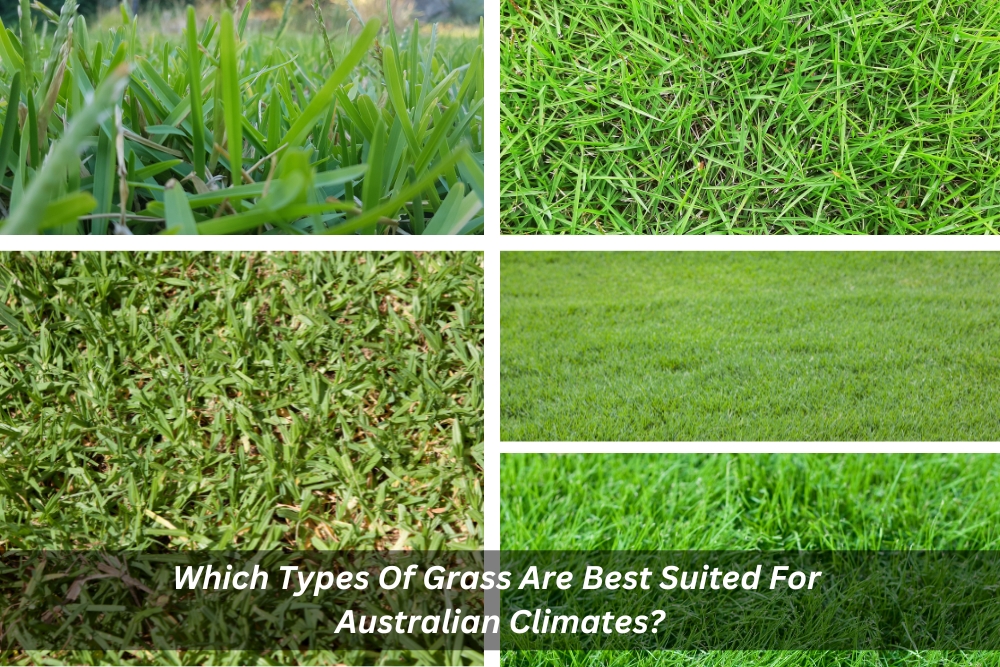 Image presents Which Types Of Grass Are Best Suited For Australian Climates