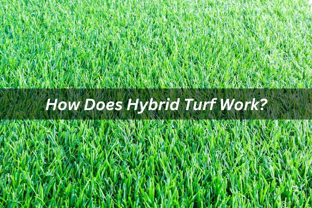 Image presents How Does Hybrid Turf Work