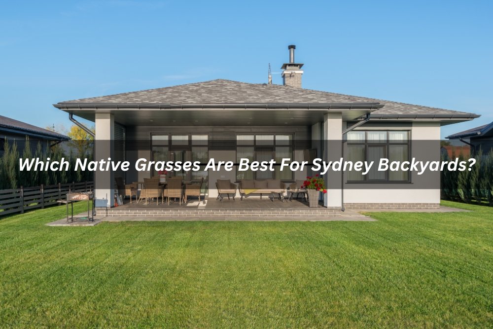 Image presents Which Native Grasses Are Best For Sydney Backyards