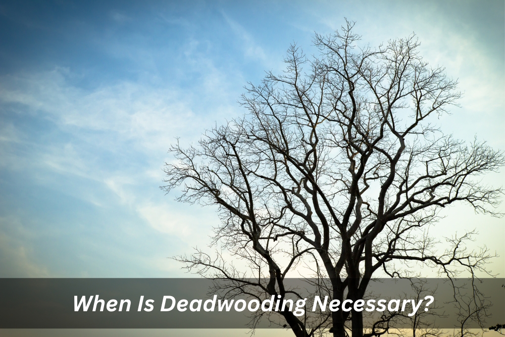 Image presents When Is Deadwooding Necessary