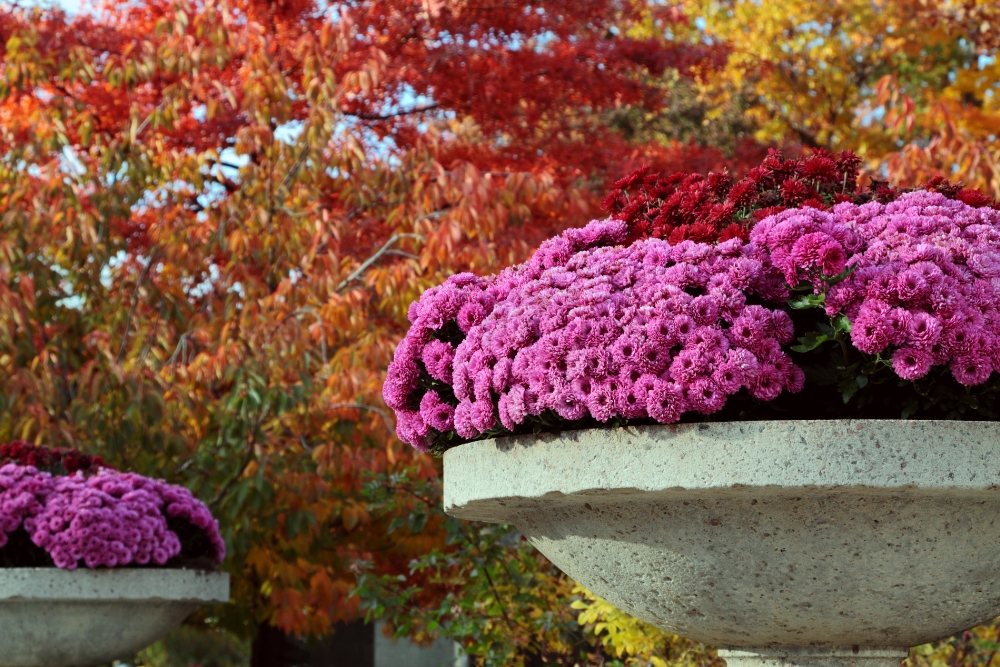 Image presents How to use colour and texture together in your autumn garden