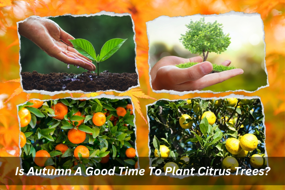 Image presents Is Autumn A Good Time To Plant Citrus Trees