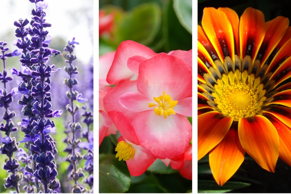 Image presents What are some popular low-maintenance autumn flowers