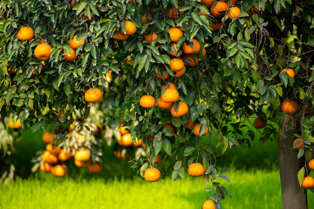 Planting Citrus Trees