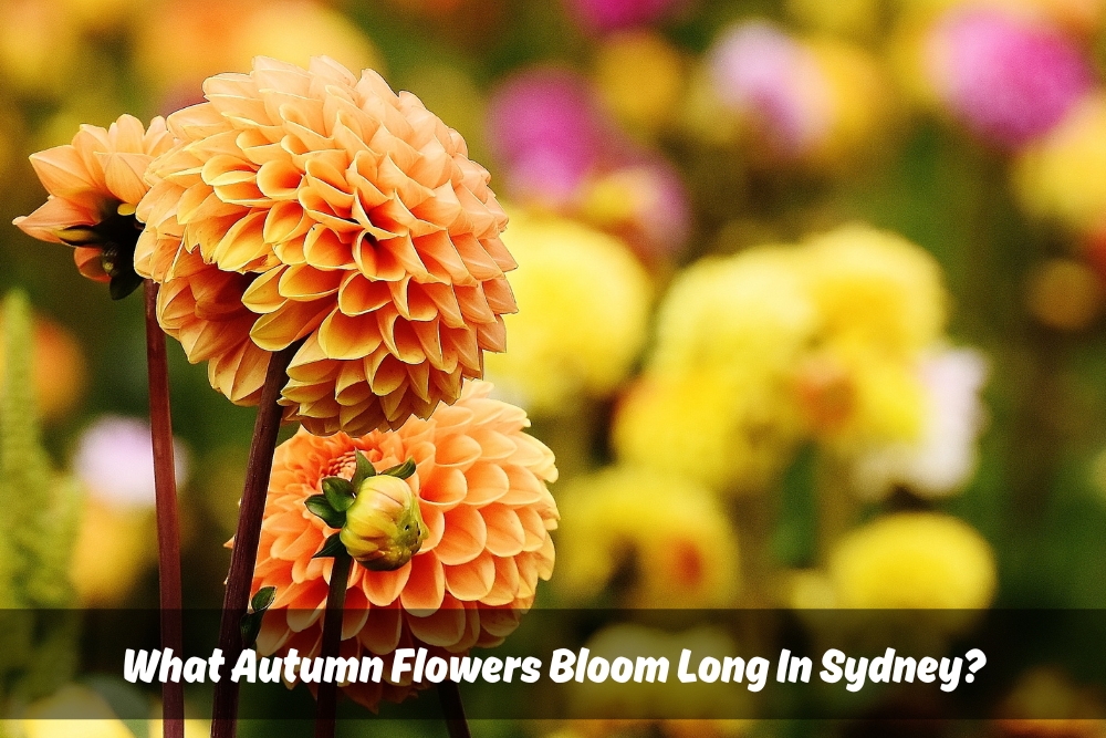 Image presents What Autumn Flowers Bloom Long In Sydney