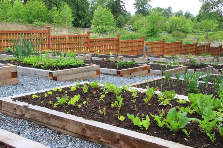 Why Plant Vegetables In Sydney During Autumn?