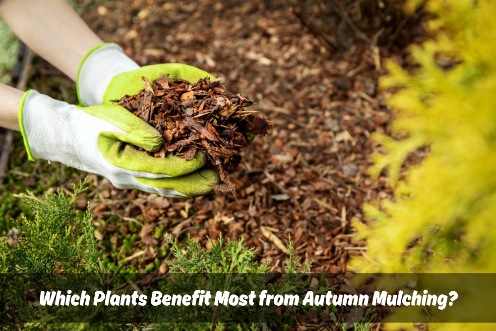 Image presents Which Plants Benefit Most from Autumn Mulching