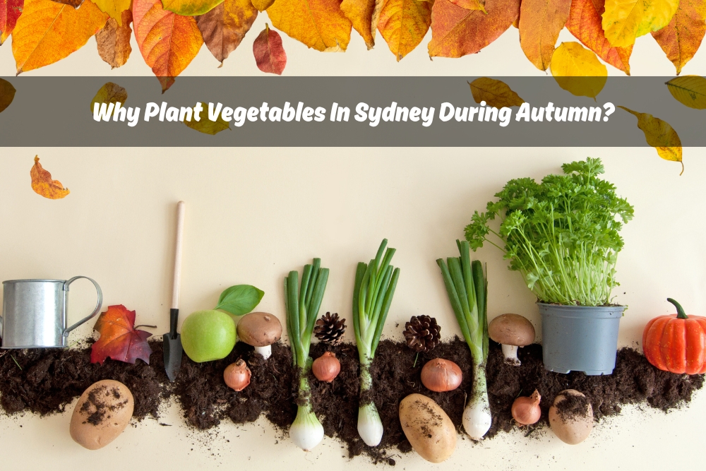 Image presents Why Plant Vegetables In Sydney During Autumn - Autumn Vegetable Gardening