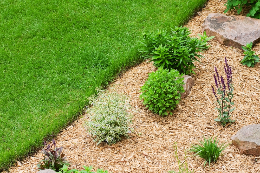 Close-up of landscaped garden edging with wood mulch, a popular choice among different types of mulch for weed suppression and moisture retention.