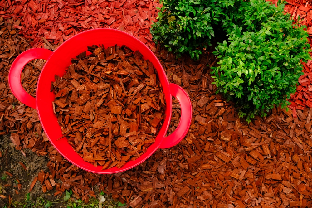 Red bucket filled with wood chip mulch next to a green boxwood bush in a garden setting.