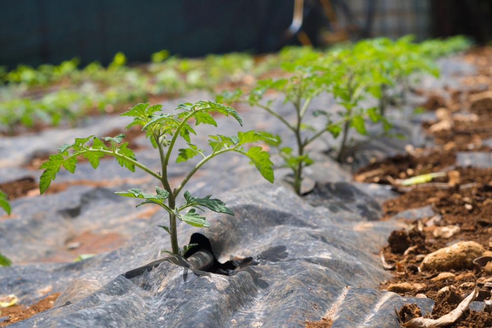 Close-up of tomato plants in a garden bed with black plastic mulch, one type of material used for weed suppression and moisture retention. Explore different types of mulch for your garden.