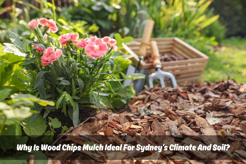 A close-up photo of a garden bed with a layer of brown wood chip mulch covering the soil surface. There are four pink flowering plants emerging from the mulch. White text overlay "Why Is Wood Chips Mulch Ideal For Sydney's Climate And Soil?"