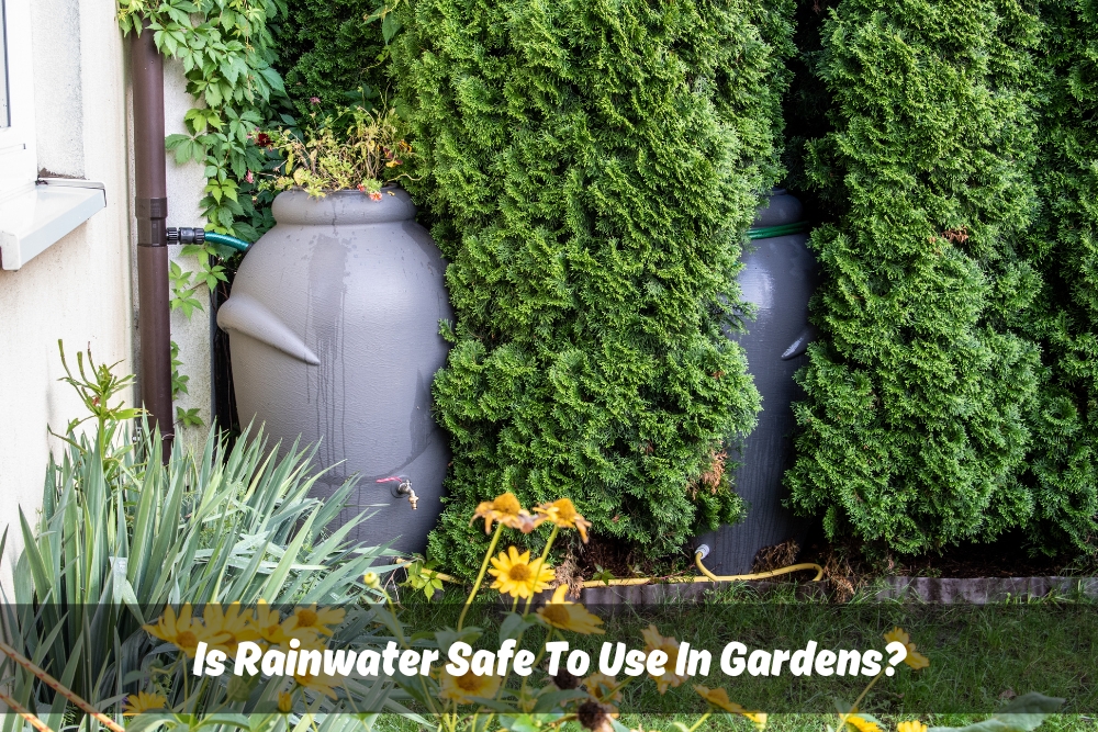 Two grey rain barrels connected to a downspout collect rainwater amidst a vibrant garden with lush greenery and blooming flowers, demonstrating a sustainable and eco-friendly method for using rainwater for garden irrigation.