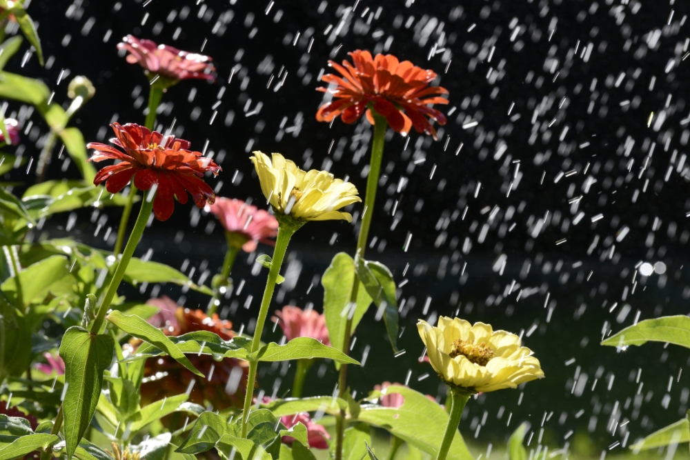 Vibrant flowers in full bloom, nourished by using rainwater for garden irrigation, highlight the natural and beneficial effects on plant health.