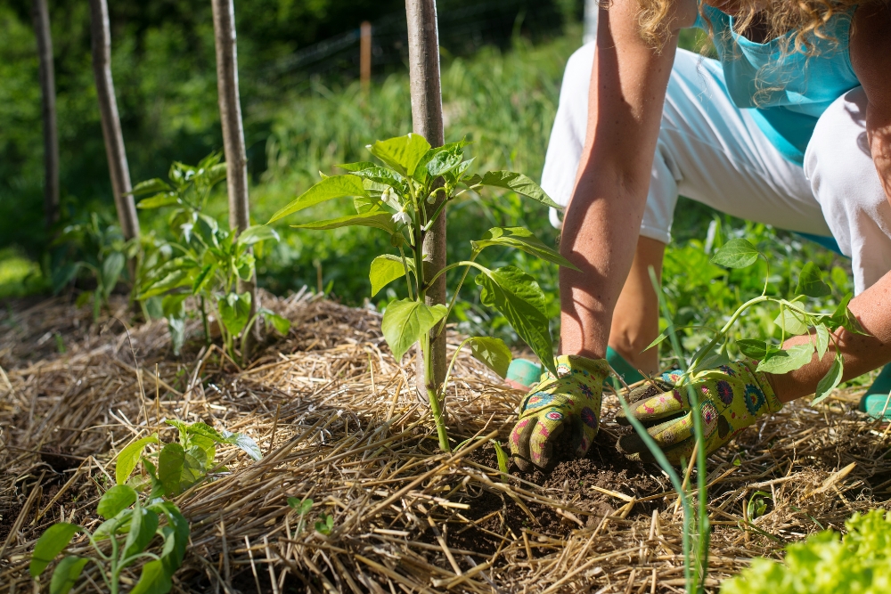 A garden bed with various pepper plants (jalapeño, chilli, banana, sweet and chilli) covered in a black sheet mulch. Sheet mulching is a natural gardening method that uses layers of organic materials or plastic sheeting to suppress weeds, retain moisture, and improve soil quality.