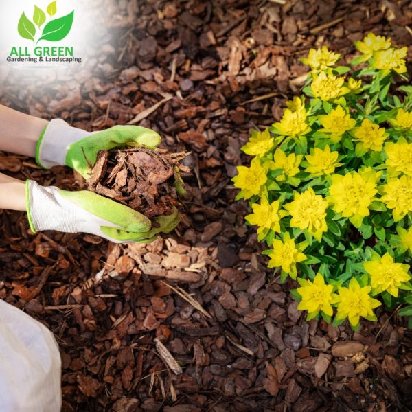 Applying a layer of mulch to a flower bed to enhance soil health and improve the appearance of the garden.