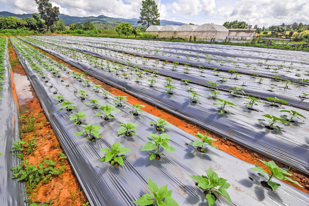 A row of green plants growing in a field covered in black plastic sheet mulch. Sheet mulching is a gardening technique that involves laying down a layer of plastic or other impermeable material over the soil to suppress weeds, retain moisture, and improve soil quality.