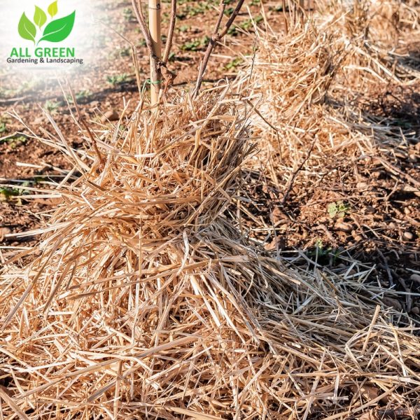 A straw-covered field with a single green plant thriving in the middle, indicating the benefits of straw mulching.