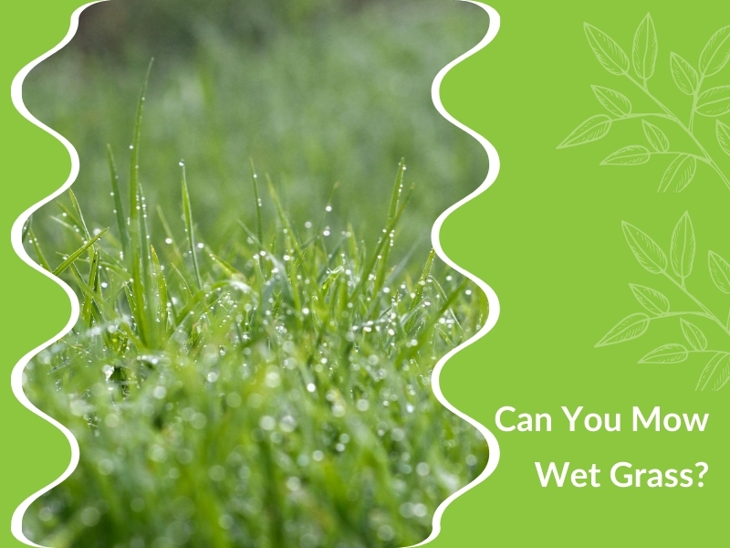 Close-up of dewy grass with the text 'Can You Mow Wet Grass?' on a green leafy background.